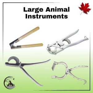 Large Animal
