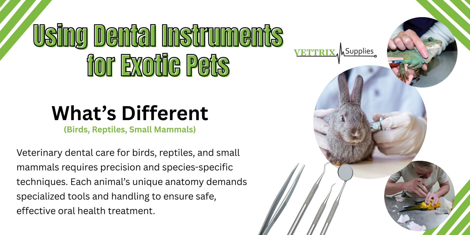 Veterinary Tools