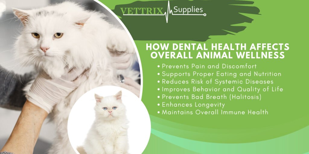 The Crucial Role of Veterinary Dental Health in Animal Care